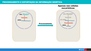 PROCESSAMENTO E EXPORTAÇÃO DA INFORMAÇÃO GENÉTICA
Apenas nas células
eucarióticas
Processamento
 