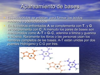 Apareamiento de bases
• Los nucleótidos se enlazan  para formar los ácidos
    nucleicos o polinucleótidos.
•   En las hebras enfrentadas A se complementa con T , y G
    se complementa con C . A menudo los pares de bases son



                       
    mencionados como A-T o G-C , adenina a timina y guanina
    a citosina. Raramente los libros o las personas usan los
    nombres completos de las bases. A-T están unidas por dos
    puentes Hidrógeno y C-G por tres.
                                                                               


                            
 