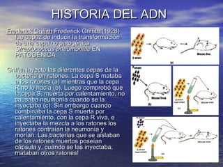 HISTORIA DEL ADN
Frederick Griffith Frederick Griffith (1928)
   fue capaz de inducir la transformación
   de una cepa no ...