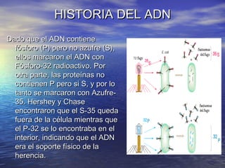 HISTORIA DEL ADN
Dado que el ADN contiene
  fósforo (P) pero no azufre (S),




                                
  ellos m...