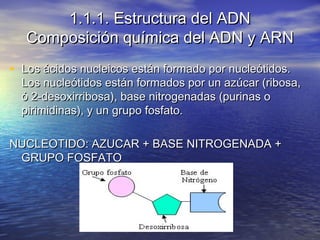 1.1.1. Estructura del ADN
   Composición química del ADN y ARN
• Los ácidos nucleicos están formado por nucleótidos.
  Los...