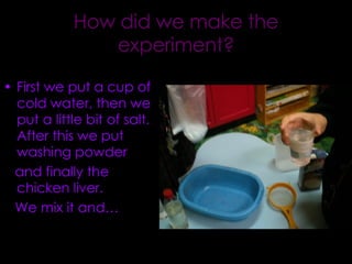 How did we make the experiment? First we put a cup of cold water, then we put a little bit of salt. After this we put washing powder and finally the chicken liver.  We mix it and… 