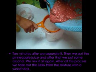 Ten minutes after we separate it. Then we put the pinneapple juice and after that we put some alcohol. We mix it all again. After all this process we take out the DNA from the mixture with a wood stick. 