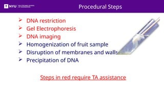 DNA extraction by Gel Electrophoresis pptx | PPTX