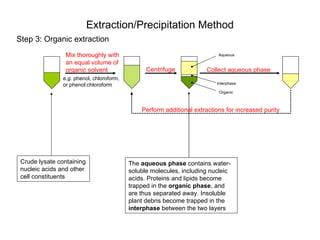 Extraction/Precipitation Method
Step 3: Organic extraction
                 Mix thoroughly with                                       Aqueous

                 an equal volume of
                 organic solvent                 Centrifuge            Collect aqueous phase
                e.g. phenol, chloroform,
                or phenol:chloroform                                      Interphase

                                                                           Organic



                                               Perform additional extractions for increased purity




 Crude lysate containing                   The aqueous phase contains water-
 nucleic acids and other                   soluble molecules, including nucleic
 cell constituents                         acids. Proteins and lipids become
                                           trapped in the organic phase, and
                                           are thus separated away. Insoluble
                                           plant debris become trapped in the
                                           interphase between the two layers
 