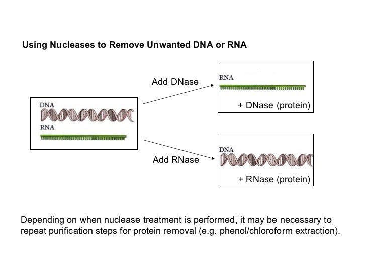 Dna Vs Rna Extraction