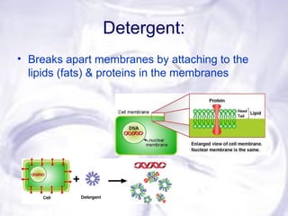 Detergent:
• Breaks apart membranes by attaching to the
lipids (fats) & proteins in the membranes