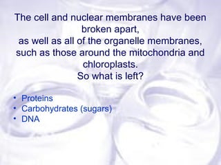 The cell and nuclear membranes have been
broken apart,
as well as all of the organelle membranes,
such as those around the mitochondria and
chloroplasts.
So what is left?
• Proteins
• Carbohydrates (sugars)
• DNA