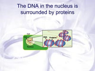 The DNA in the nucleus is
surrounded by proteins
