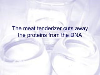 The meat tenderizer cuts away
the proteins from the DNA