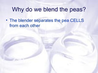Why do we blend the peas?
• The blender separates the pea CELLS
from each other