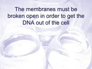 The membranes must be
broken open in order to get the
DNA out of the cell
