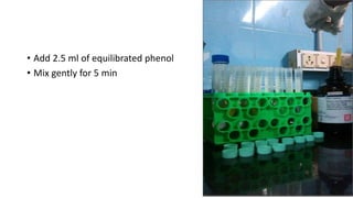 • Add 2.5 ml of equilibrated phenol
• Mix gently for 5 min
 