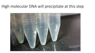 High molecular DNA will precipitate at this step
 