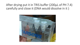 After drying put it in TRIS buffer (200μL of PH 7.4)
carefully and close it (DNA would dissolve in it )
 