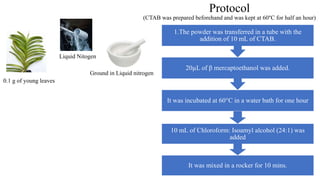 Protocol
(CTAB was prepared beforehand and was kept at 60°C for half an hour)
It was incubated at 60°C in a water bath for one hour
20µL of β mercaptoethanol was added.
1.The powder was transferred in a tube with the
addition of 10 mL of CTAB.
0.1 g of young leaves
Ground in Liquid nitrogen
Liquid Nitogen
10 mL of Chloroform: Isoamyl alcohol (24:1) was
added
It was mixed in a rocker for 10 mins.
 