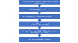 The temperature of the water bath was adjusted to 37°C.
It was mixed with 10 mL of T.E.
1.The aqueous phase was discarded and the remaining thing was
kept for air dry.
It was mixed in a rocker for 10 mins.
500 µL of Phenol and 500 µL of Chloroform: Isoamyl
alcohol (24:1) was added.
1.4 µL of RNase was added
 