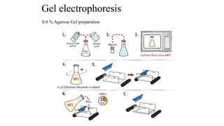 Gel electrophoresis
0.8 % Agarose Gel preparation
6 µl Ethidium Bromide is added
 