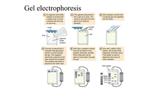 Gel electrophoresis
 