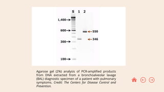 DNA extraction.pptx