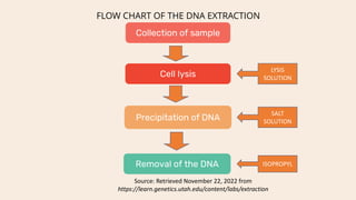 DNA extraction.pptx