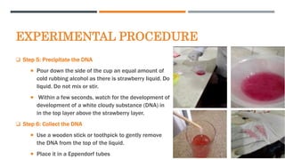 EXPERIMENTAL PROCEDURE
 Step 5: Precipitate the DNA
 Pour down the side of the cup an equal amount of
cold rubbing alcohol as there is strawberry liquid. Do
liquid. Do not mix or stir.
 Within a few seconds, watch for the development of
development of a white cloudy substance (DNA) in
in the top layer above the strawberry layer.
 Step 6: Collect the DNA
 Use a wooden stick or toothpick to gently remove
the DNA from the top of the liquid.
 Place it in a Eppendorf tubes
 