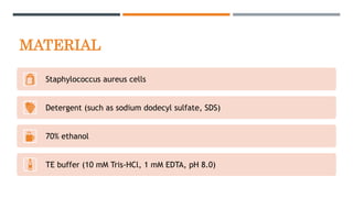 MATERIAL
Staphylococcus aureus cells
Detergent (such as sodium dodecyl sulfate, SDS)
70% ethanol
TE buffer (10 mM Tris-HCl, 1 mM EDTA, pH 8.0)
 