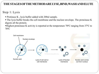 THESTAGESOFTHEMETHODARELYSE,BIND,WASHANDELUTE
Step 1: Lysis
 Protinase K , lysis buffer added with 200ul sample.
 The lysis buffer breaks the cell membrane and the nuclear envelope. The proteinase K
digests all the protein.
Highest proteinase K activity is reported at the temperature 70ºC ranging from 37ºC to
70ºC
 