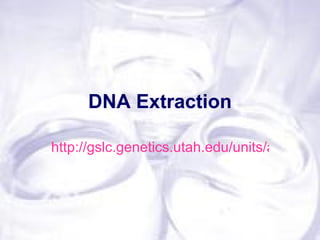 DNA Extraction

http://gslc.genetics.utah.edu/units/activities
 