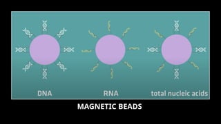 DNA Extraction and its Purification.pptx