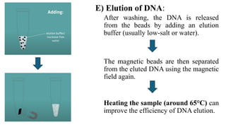 DNA Extraction and its Purification.pptx