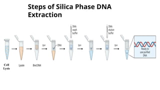 DNA Extraction and its Purification.pptx