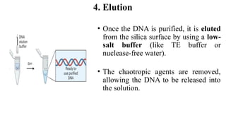DNA Extraction and its Purification.pptx