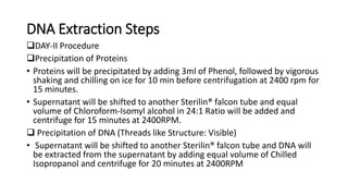 DNA Extraction Steps
DAY-II Procedure
Precipitation of Proteins
• Proteins will be precipitated by adding 3ml of Phenol, followed by vigorous
shaking and chilling on ice for 10 min before centrifugation at 2400 rpm for
15 minutes.
• Supernatant will be shifted to another Sterilin® falcon tube and equal
volume of Chloroform-Isomyl alcohol in 24:1 Ratio will be added and
centrifuge for 15 minutes at 2400RPM.
 Precipitation of DNA (Threads like Structure: Visible)
• Supernatant will be shifted to another Sterilin® falcon tube and DNA will
be extracted from the supernatant by adding equal volume of Chilled
Isopropanol and centrifuge for 20 minutes at 2400RPM
 