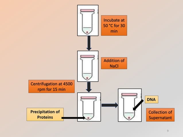 Dna extraction from whole blood | PPTX