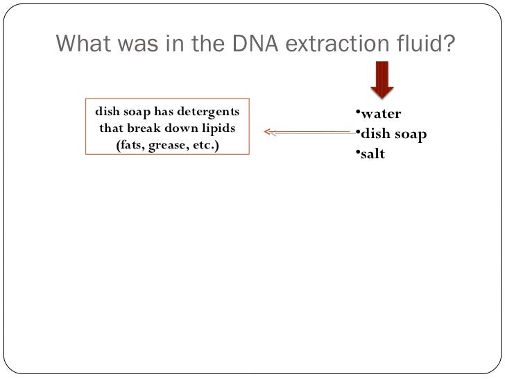 Dna extraction lab