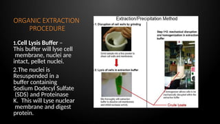 ORGANIC EXTRACTION
PROCEDURE
1.Cell Lysis Buffer –
This buffer will lyse cell
membrane, nuclei are
intact, pellet nuclei.
2.The nuclei is
Resuspended in a
buffer containing
Sodium Dodecyl Sulfate
(SDS) and Proteinase
K. This will Lyse nuclear
membrane and digest
protein.
 