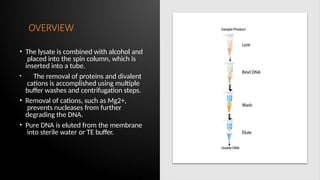 OVERVIEW
• The lysate is combined with alcohol and
placed into the spin column, which is
inserted into a tube.
• The removal of proteins and divalent
cations is accomplished using multiple
buffer washes and centrifugation steps.
• Removal of cations, such as Mg2+,
prevents nucleases from further
degrading the DNA.
• Pure DNA is eluted from the membrane
into sterile water or TE buffer.
 