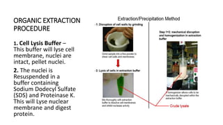 ORGANIC EXTRACTION
PROCEDURE
1. Cell Lysis Buffer –
This buffer will lyse cell
membrane, nuclei are
intact, pellet nuclei.
2. The nuclei is
Resuspended in a
buffer containing
Sodium Dodecyl Sulfate
(SDS) and Proteinase K.
This will Lyse nuclear
membrane and digest
protein.
 