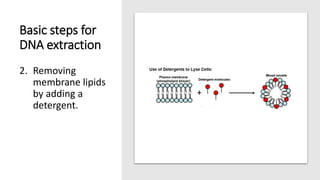 Basic steps for
DNA extraction
2. Removing
membrane lipids
by adding a
detergent.
 