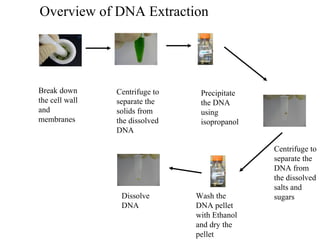 Break down
the cell wall
and
membranes
Centrifuge to
separate the
solids from
the dissolved
DNA
Precipitate
the DNA
using
isopropanol
Centrifuge to
separate the
DNA from
the dissolved
salts and
sugarsWash the
DNA pellet
with Ethanol
and dry the
pellet
Dissolve
DNA
Overview of DNA Extraction
 