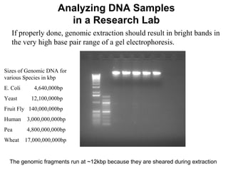 If properly done, genomic extraction should result in bright bands in
the very high base pair range of a gel electrophoresis.
Sizes of Genomic DNA for
various Species in kbp
E. Coli 4,640,000bp
Yeast 12,100,000bp
Fruit Fly 140,000,000bp
Human 3,000,000,000bp
Pea 4,800,000,000bp
Wheat 17,000,000,000bp
The genomic fragments run at ~12kbp because they are sheared during extraction
Analyzing DNA Samples
in a Research Lab
 
