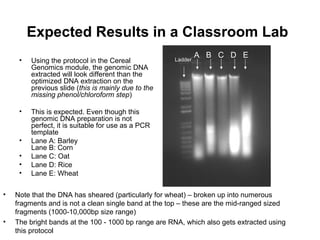 Expected Results in a Classroom Lab
• Using the protocol in the Cereal
Genomics module, the genomic DNA
extracted will look different than the
optimized DNA extraction on the
previous slide (this is mainly due to the
missing phenol/chloroform step)
• This is expected. Even though this
genomic DNA preparation is not
perfect, it is suitable for use as a PCR
template
• Lane A: Barley
Lane B: Corn
• Lane C: Oat
• Lane D: Rice
• Lane E: Wheat
A B C D ELadder
• Note that the DNA has sheared (particularly for wheat) – broken up into numerous
fragments and is not a clean single band at the top – these are the mid-ranged sized
fragments (1000-10,000bp size range)
• The bright bands at the 100 - 1000 bp range are RNA, which also gets extracted using
this protocol
 