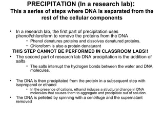 PRECIPITATION (In a research lab):
This a series of steps where DNA is separated from the
rest of the cellular components
• In a research lab, the first part of precipitation uses
phenol/chloroform to remove the proteins from the DNA
• Phenol denatures proteins and dissolves denatured proteins.
• Chloroform is also a protein denaturant
THIS STEP CANNOT BE PERFORMED IN CLASSROOM LABS!!
• The second part of research lab DNA precipitation is the addition of
salts
• The salts interrupt the hydrogen bonds between the water and DNA
molecules.
• The DNA is then precipitated from the protein in a subsequent step with
isopropanol or ethanol
• In the presence of cations, ethanol induces a structural change in DNA
molecules that causes them to aggregate and precipitate out of solution.
• The DNA is pelleted by spinning with a centrifuge and the supernatant
removed
 