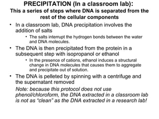 PRECIPITATION (In a classroom lab):
This a series of steps where DNA is separated from the
rest of the cellular components
• In a classroom lab, DNA precipitation involves the
addition of salts
• The salts interrupt the hydrogen bonds between the water
and DNA molecules.
• The DNA is then precipitated from the protein in a
subsequent step with isopropanol or ethanol
• In the presence of cations, ethanol induces a structural
change in DNA molecules that causes them to aggregate
and precipitate out of solution.
• The DNA is pelleted by spinning with a centrifuge and
the supernatant removed
Note: because this protocol does not use
phenol/chloroform, the DNA extracted in a classroom lab
is not as “clean” as the DNA extracted in a research lab!
 