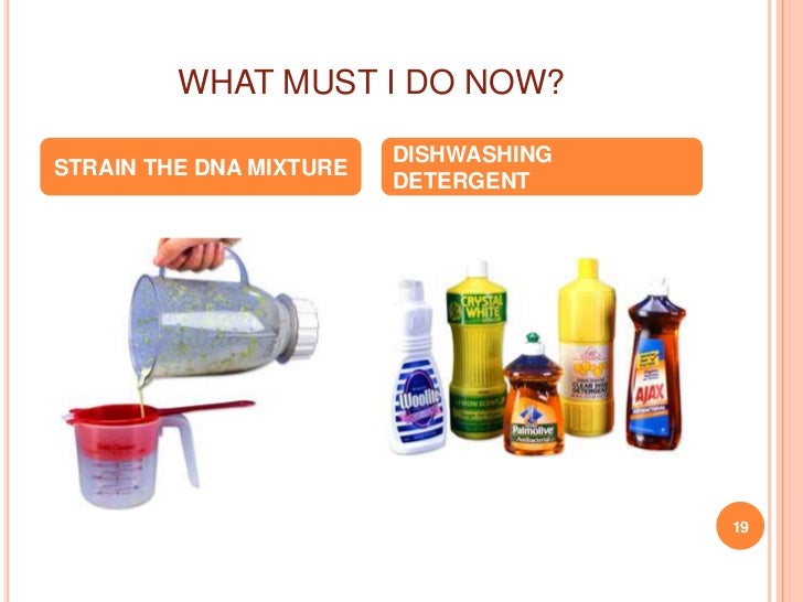 DNA extraction presentation