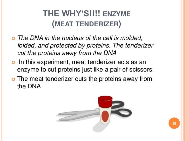DNA extraction presentation