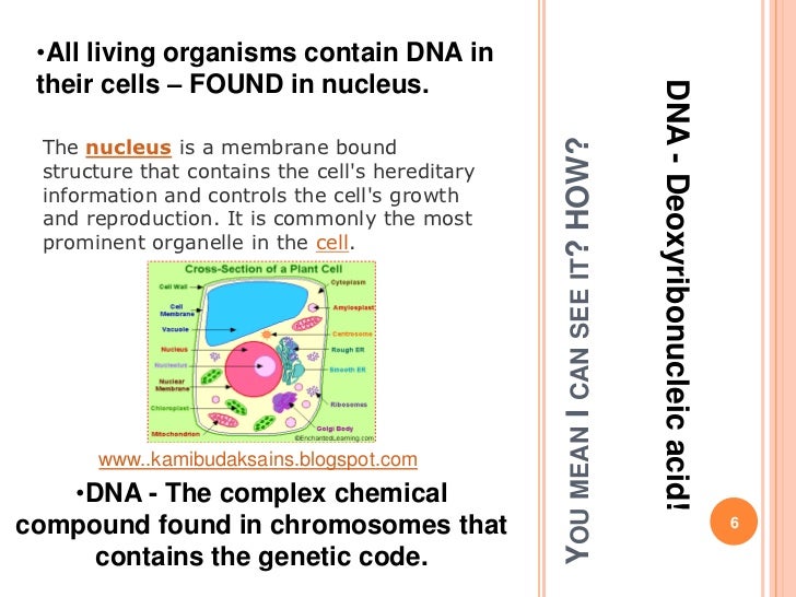 What is the Meaning of DNA - DriverLayer Search Engine