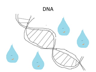 DNA

 