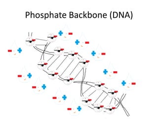 Phosphate Backbone (DNA)

 